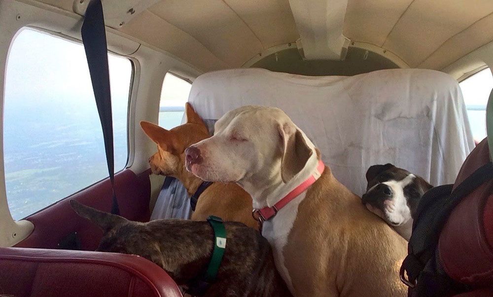 Perros rescatados del refugio