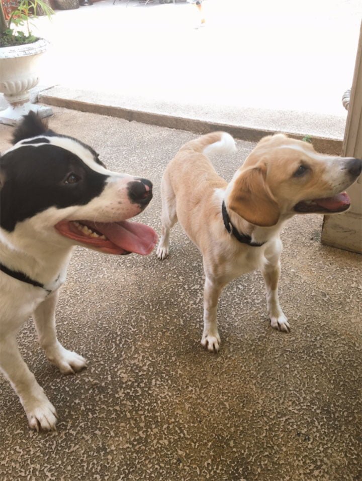 Perros Perros