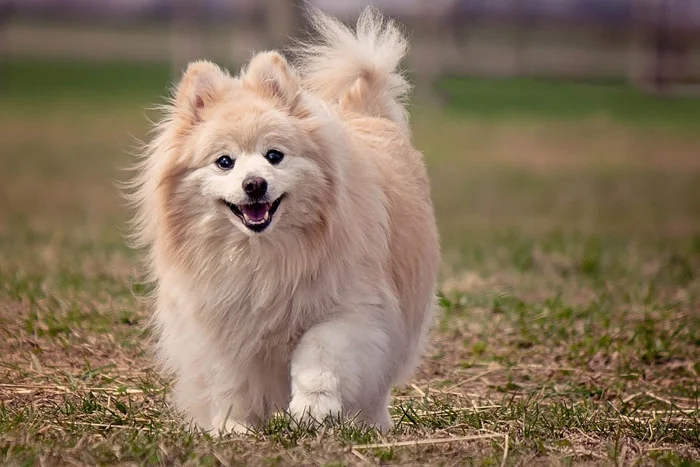 Perro Pomerania corriendo