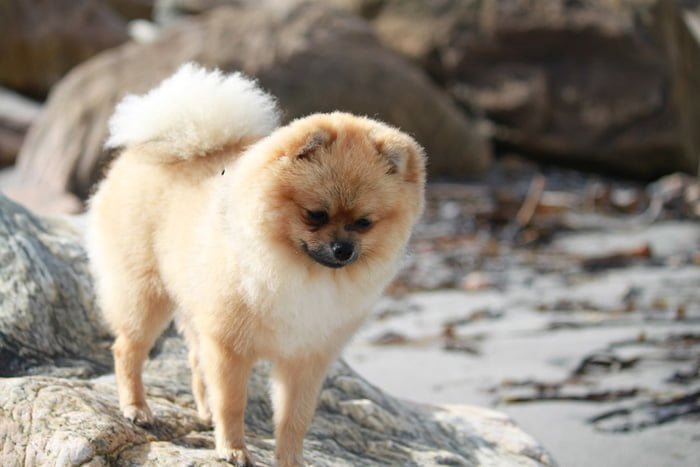 Perro de raza spitz enano sobre una roca Perro de raza spitz enano sobre una roca