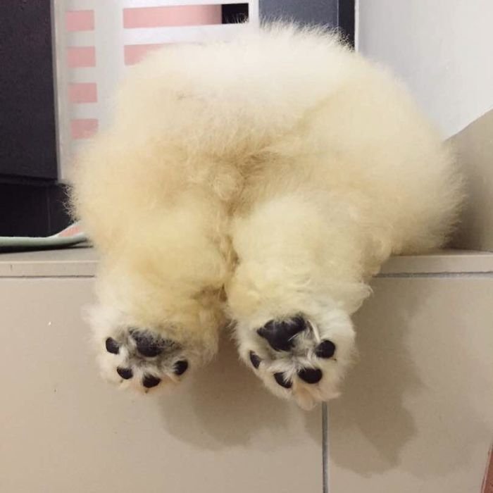 Puffie dog Puffie dog