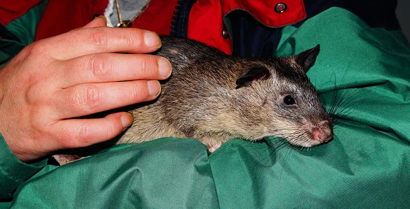 Rata gigante