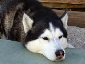Raza Husky siberiano