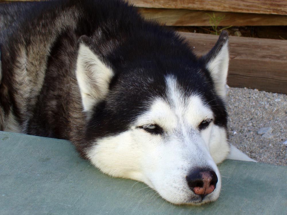 La raza Husky Siberiano es propenso a sufrir displasia de cadera