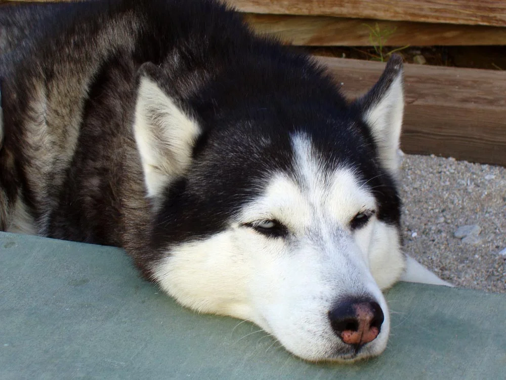 Principales diferencias entre las razas Husky Siberiano y Alaskan Malamute 5 Raza Husky siberiano