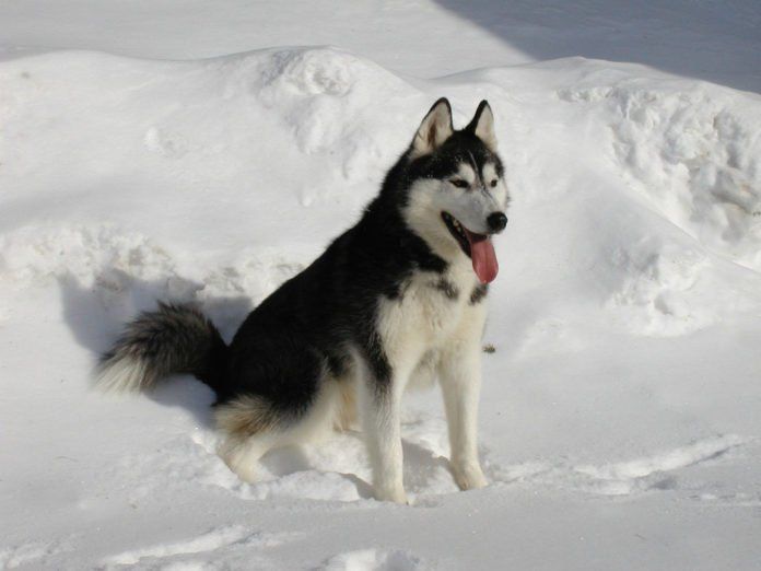 Husky Siberiano, cuidados, características y curiosidades