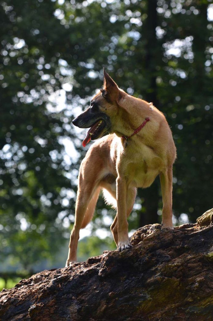 Pastor Belga Malinois Cuidados Comportamiento Y Características 4399