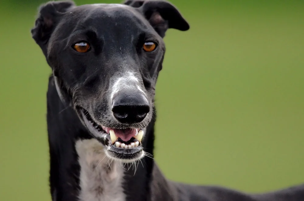 El galgo español es también conocido como Lebrel Español o Spanish Greyhound El galgo español es también conocido como Lebrel Español o Spanish Greyhound