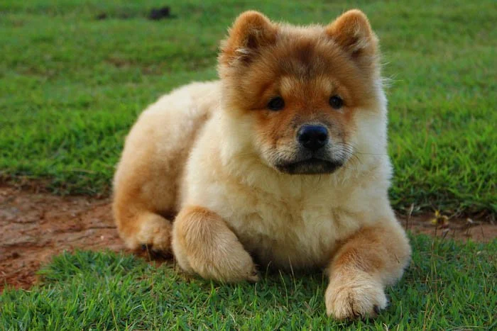 Raza chow chow