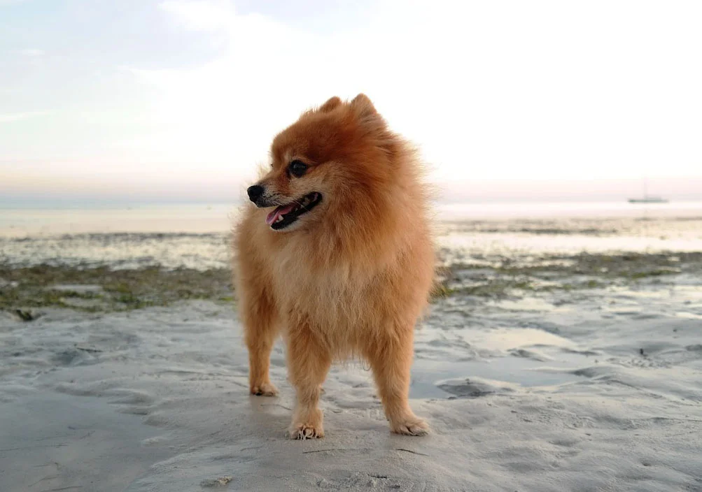 Raza pomerania