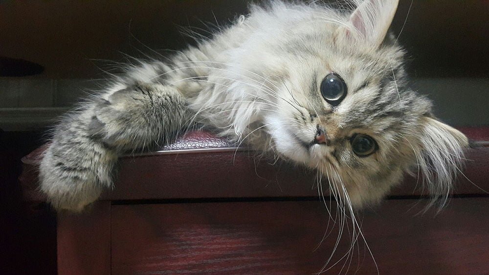 Razas de gatos - persa