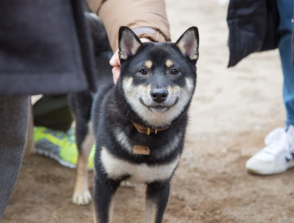 Shiba Inu negro Shiba Inu negro