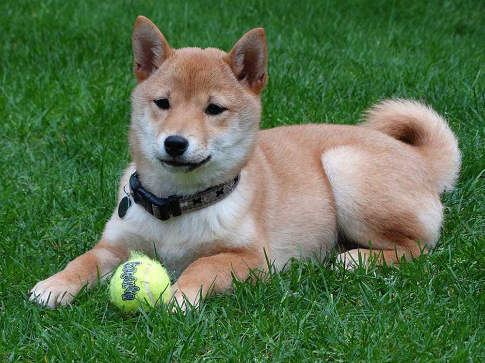 shiba