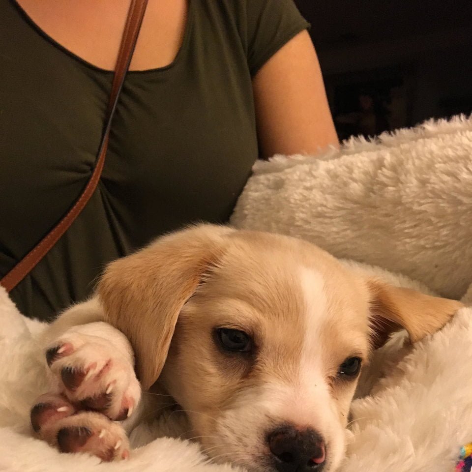 Teddy Teddy