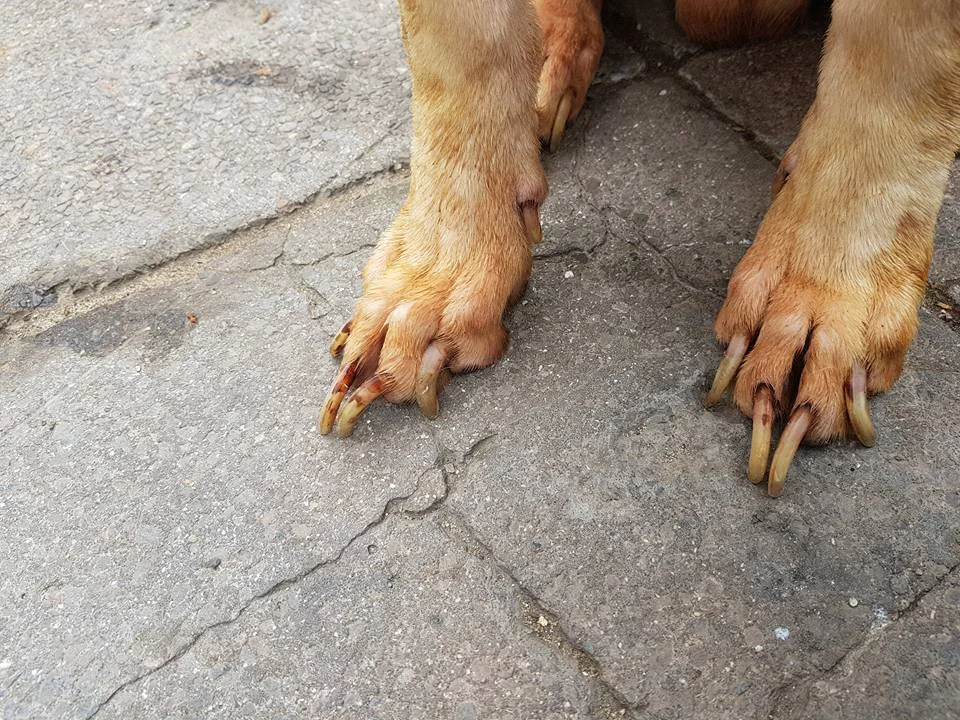 Uñas Uñas