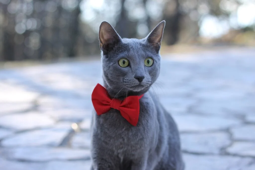 azul ruso