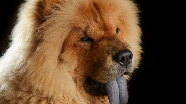 Cabeza de un chow chow rojizo con la lengua azul afuera, sobre fondo negro