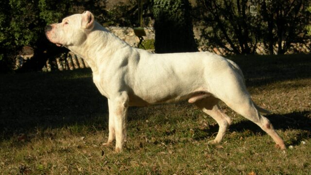 Dogo argentino blanco de pie y de perfil sobre el pasto, al atardecer