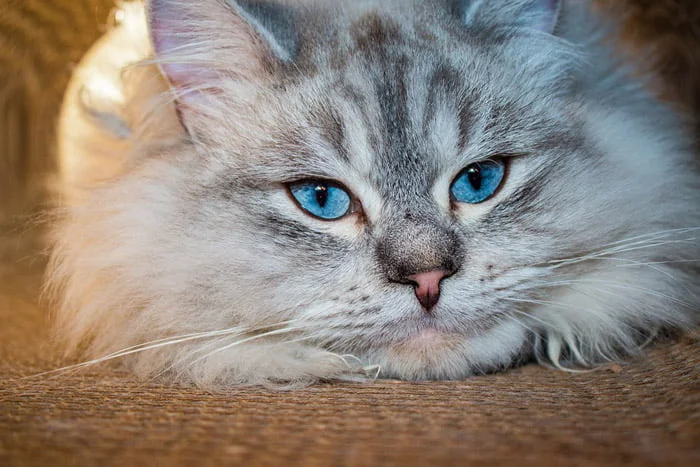 El gato siberiano El gato siberiano