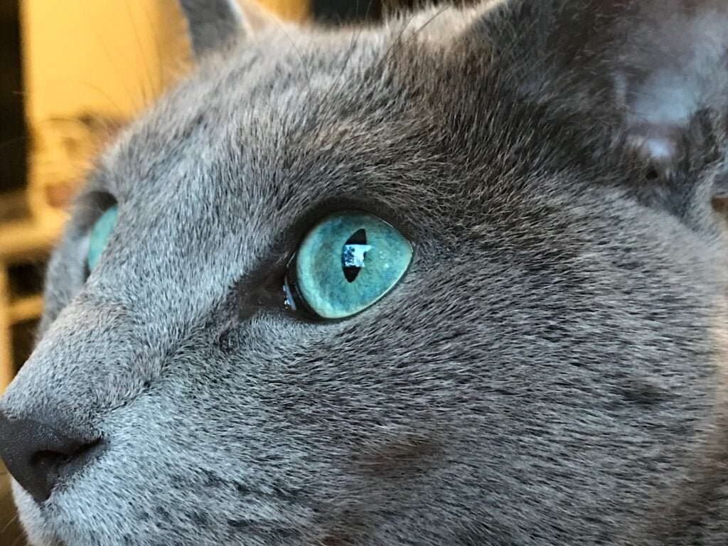gatito azul ruso