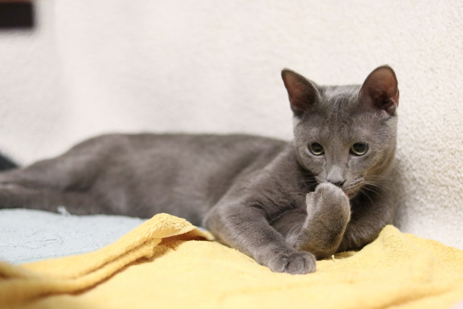 Гипоаллергенный кот русская голубая кошка