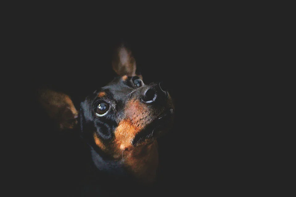 pinscher miniatura negro