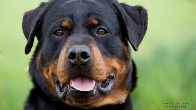 Cara de un rottweiler negro y fuego con la boca abierta, sobre fondo verde
