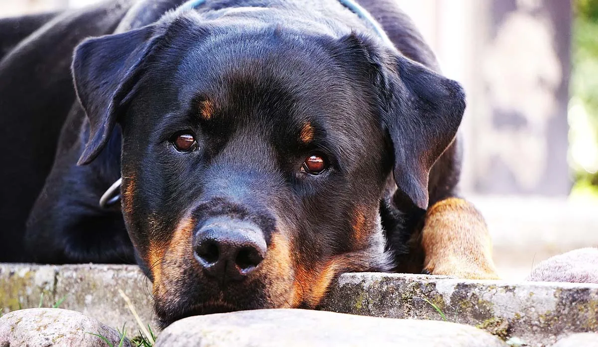 Cuidado Del Perro Rottweiler signo en alemán. Ελλειψη vor dem Perros Metal Sign 