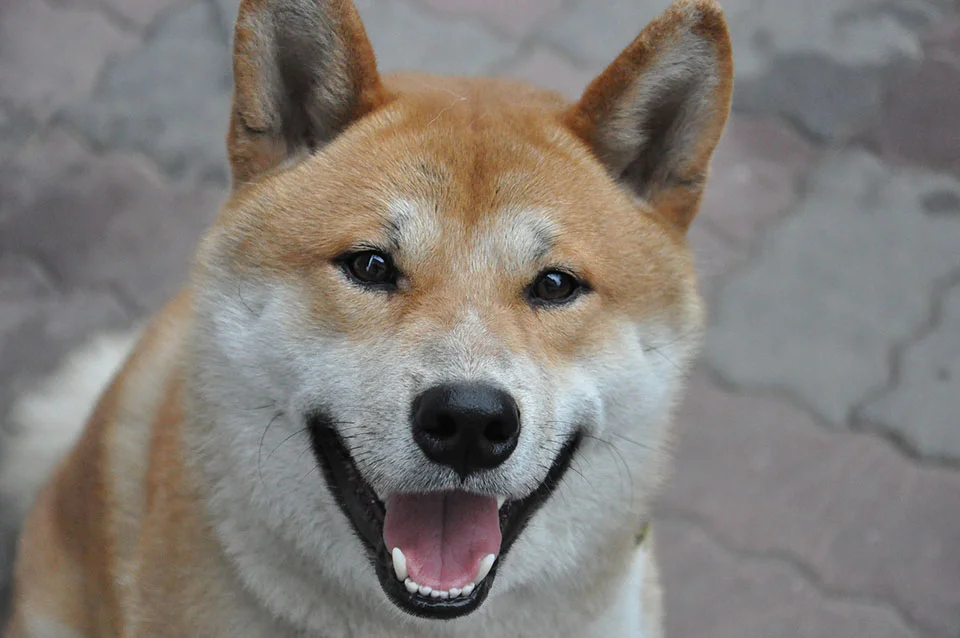 sonrisa Shiba Inu sonrisa Shiba Inu