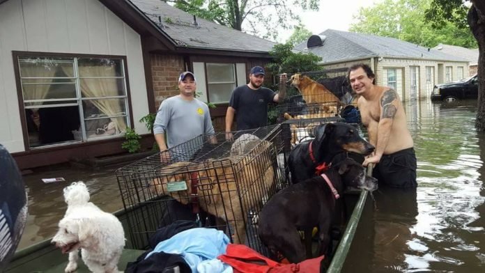 21 perros fueron rescatados por buenos samaritanos