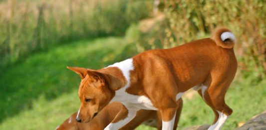 Basenji