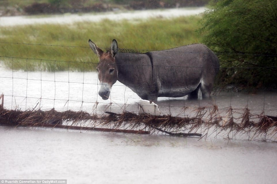 Burro en el huracán