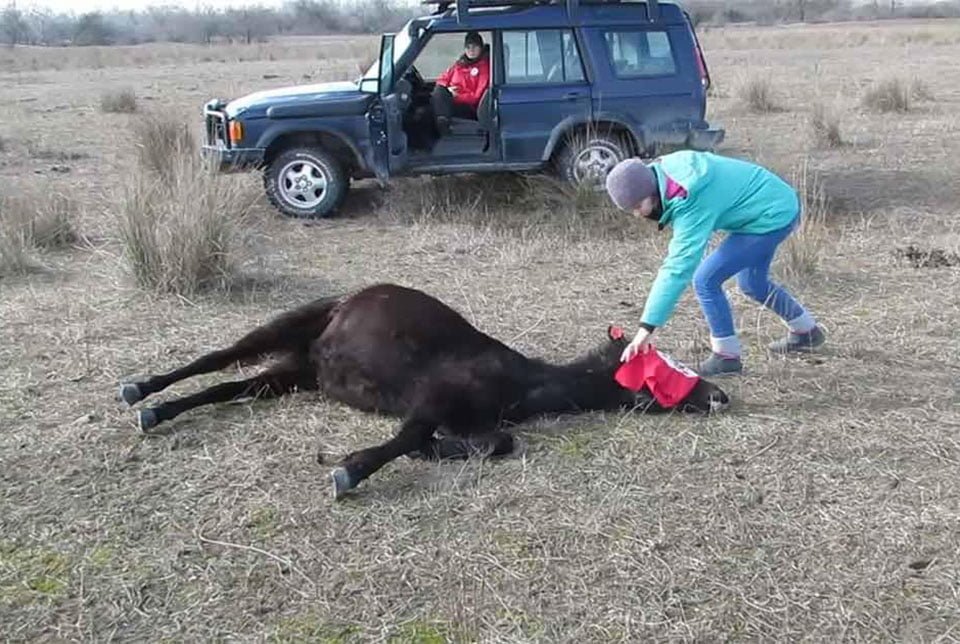Caballo rescatado