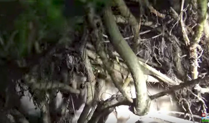 Cachorro en la calle Cachorro en la calle