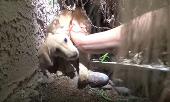 Cachorro en las calles Cachorro en las calles