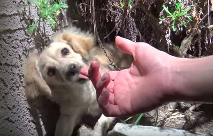 Cachorro rescatado