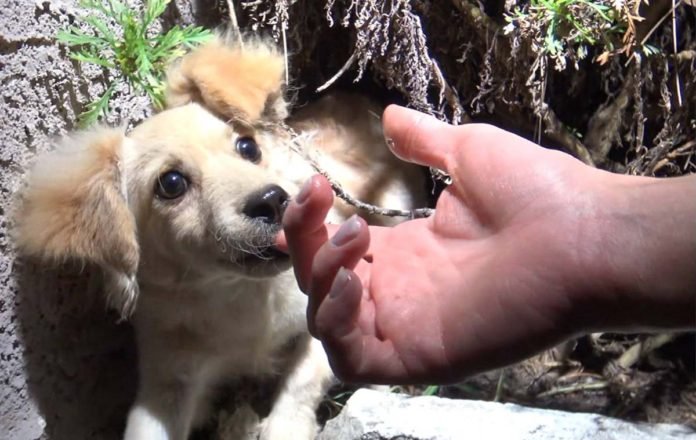 Cachorro termina solo y asustado en la calle