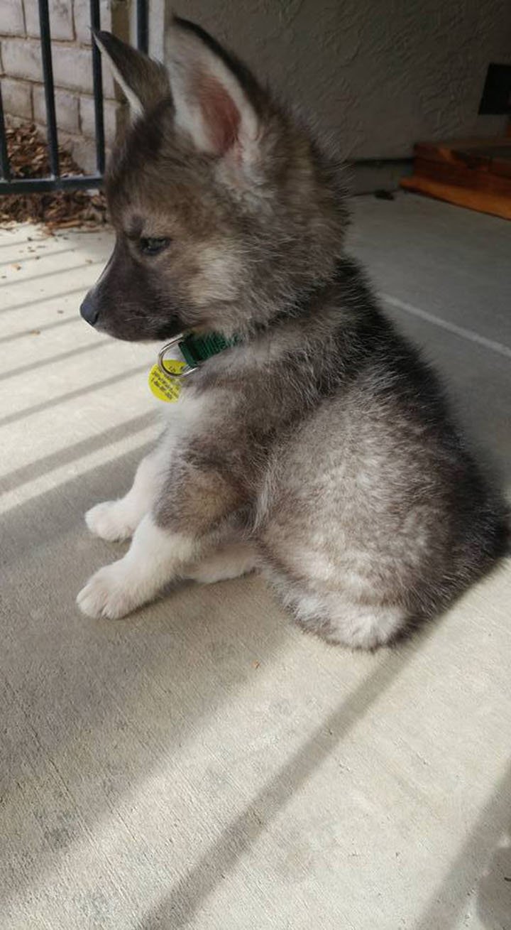 Cachorro Cachorro