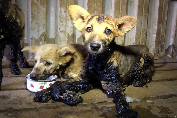 Cachorros rescatados