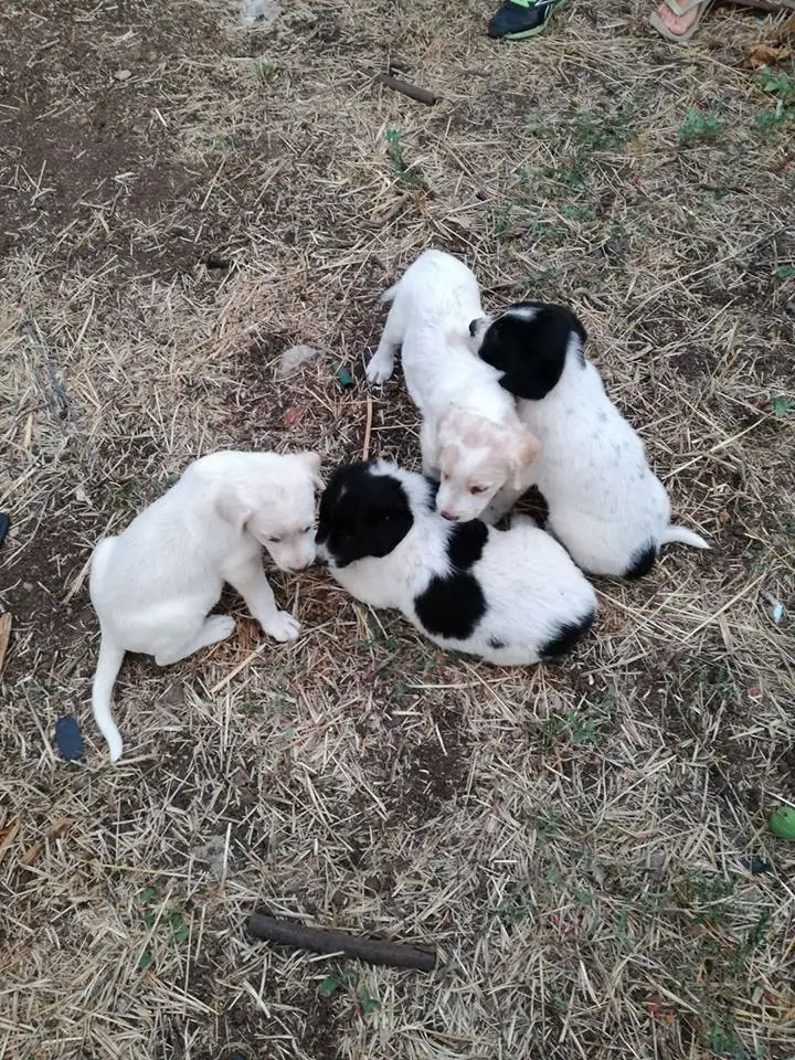 Cachorros Cachorros