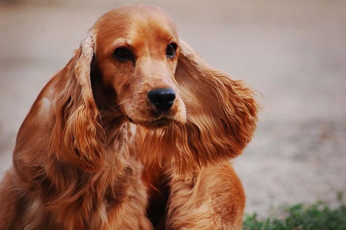 Cocker Spaniel Ingles Cuidados Comportamiento Y Caracteristicas