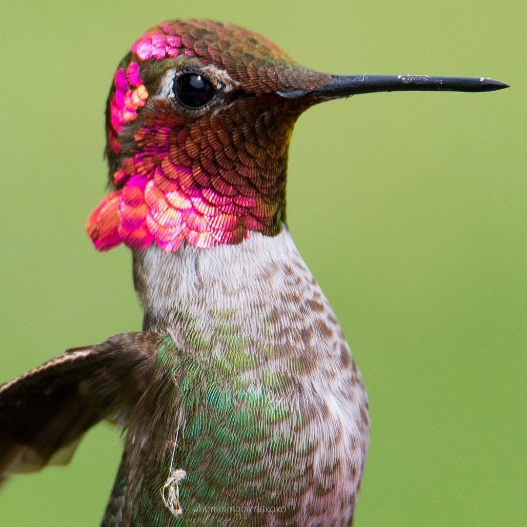 Colibrí fucsia Colibrí fucsia