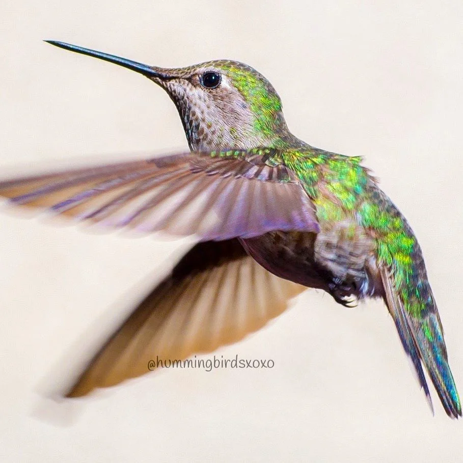 Colibrí o picaflor