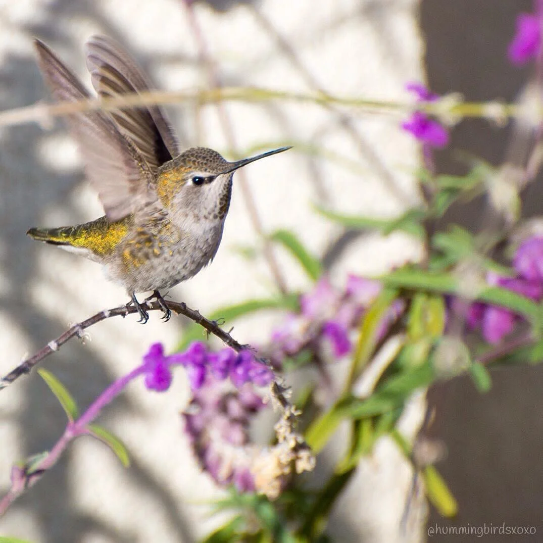 Colibrí verde