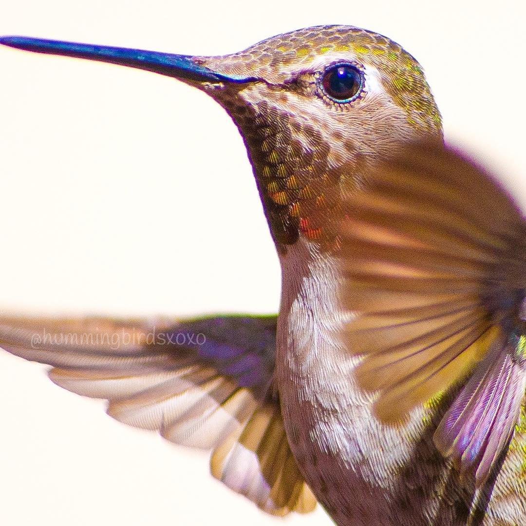 Colibrí Colibrí