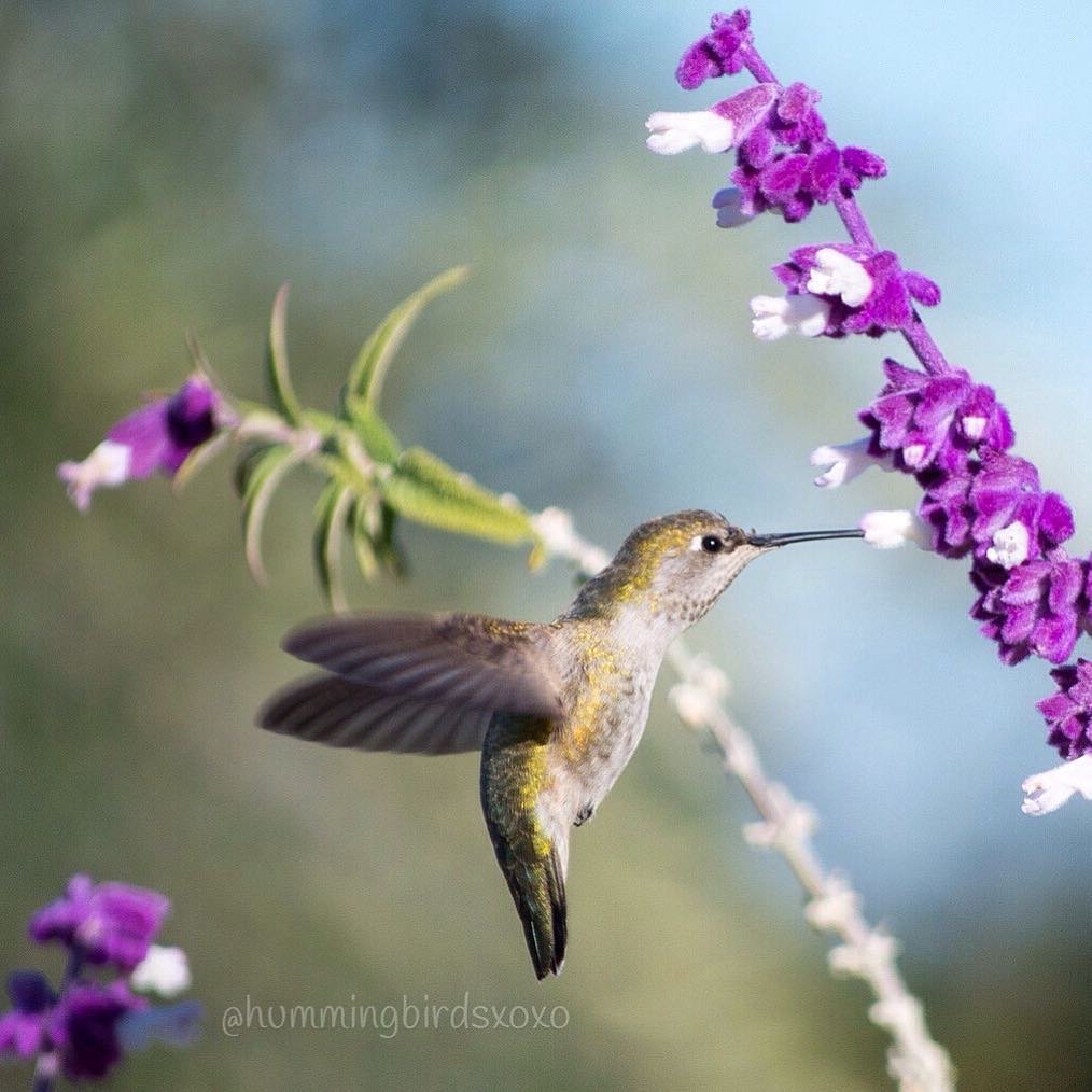 Colibríes Colibríes