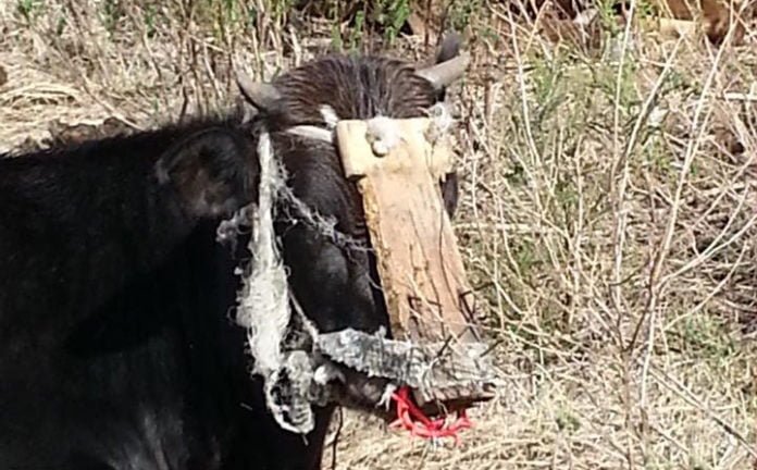 Cruel dispositivo para que el ternero no tome leche