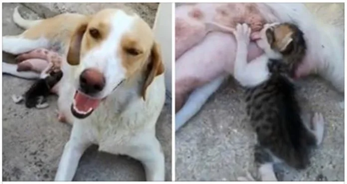 Dulce perra adopta a gatito huérfano