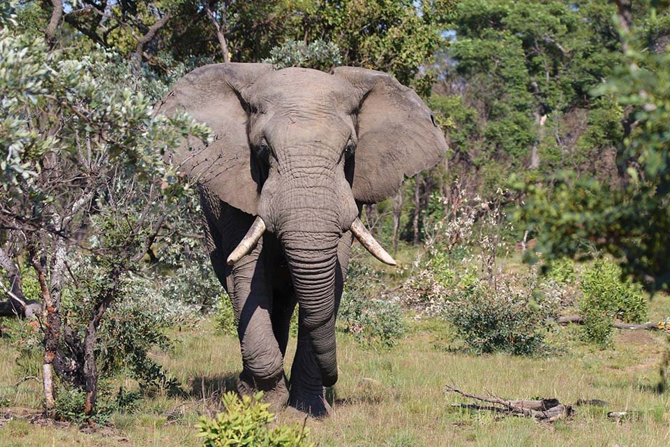 Elefante en Tanzania