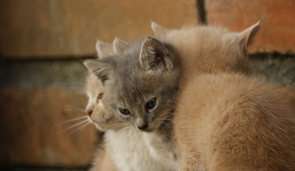 Emesis felina Emesis felina